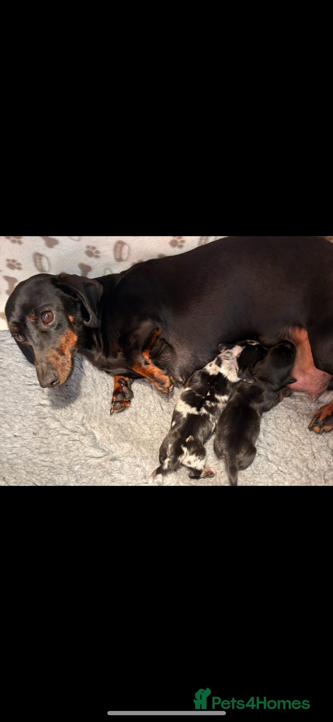 Miniature Dachshund dogs for sale: Stunning mini smooth dachshund pups  - Image 14