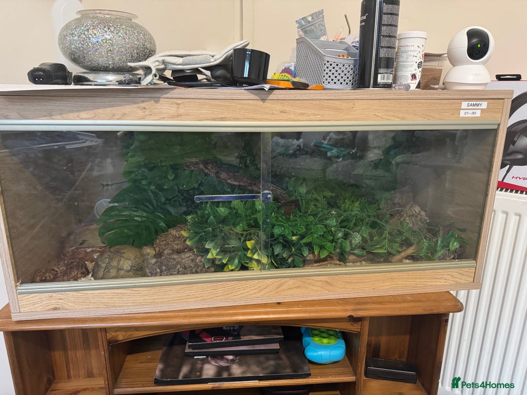 Snake reptiles for sale: Hognose snake and set up  - Image 9