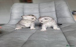 Scottish Fold cats for sale: Scottish mixed  - Image 9