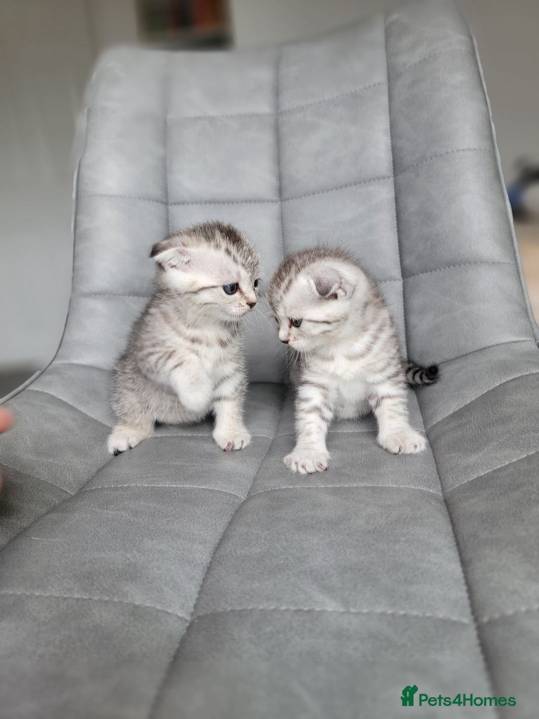 Scottish Fold cats for sale: Scottish mixed  - Image 9