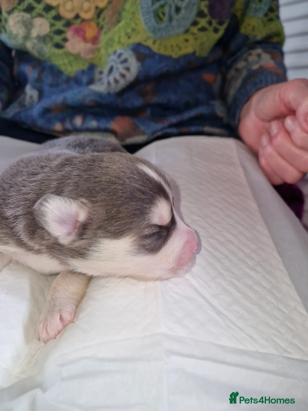 Pomsky dogs for sale: Litter of 6 Pomsky puppies - Advert 5