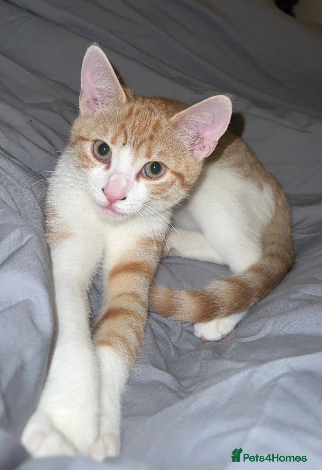 Mixed Breed cats for sale: Kitten for sale🐱💕 - Advert 2