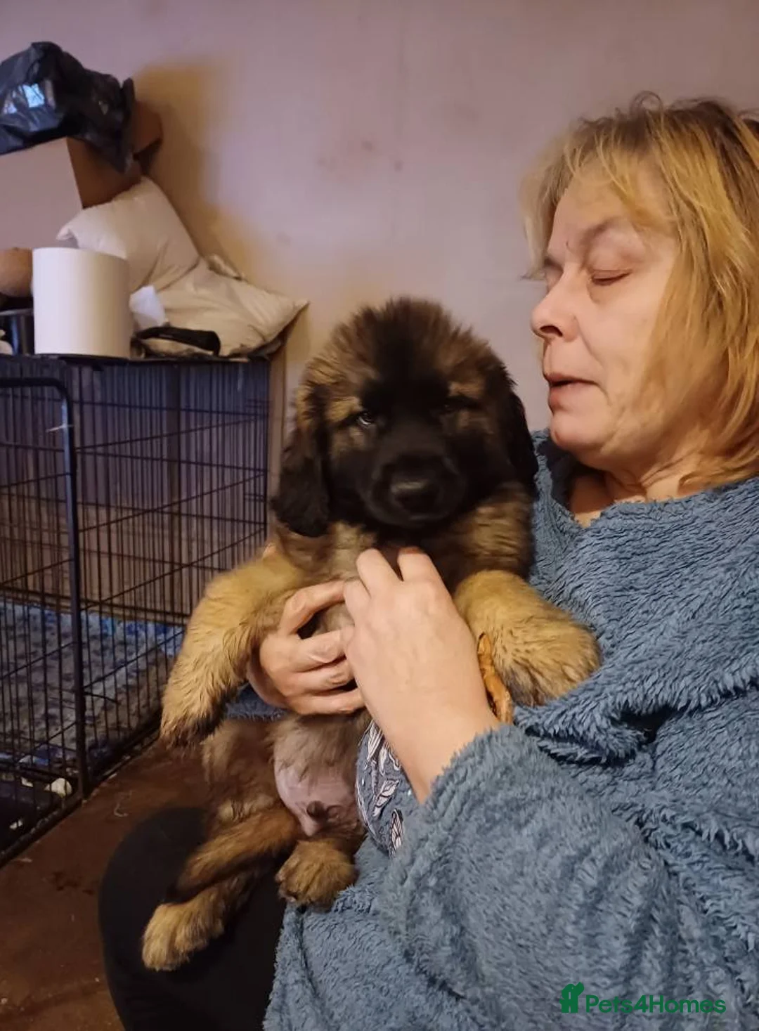 Leonberger dogs for sale: Last 2 Leonberger puppies - Advert 2