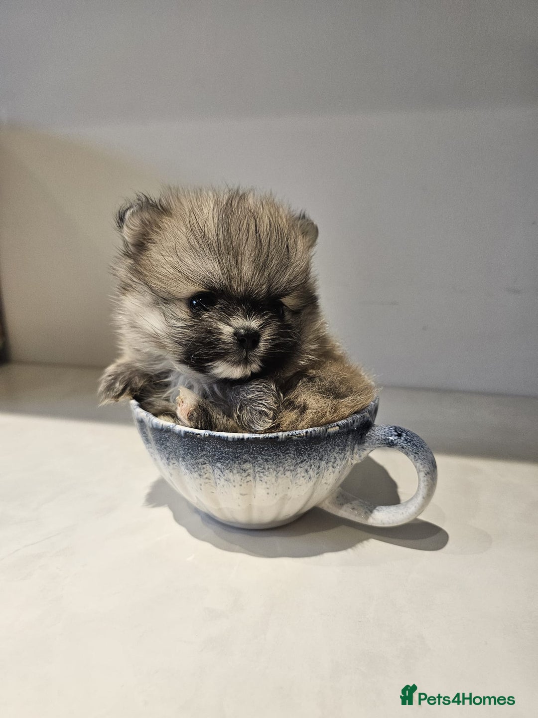 Pomeranian dogs for sale: Adorable mini Pomeranian ❤ - Advert 2