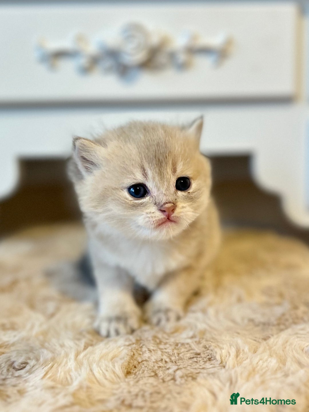 British Shorthair cats for sale: Stunning litter of 6 nuggets! - Advert 15