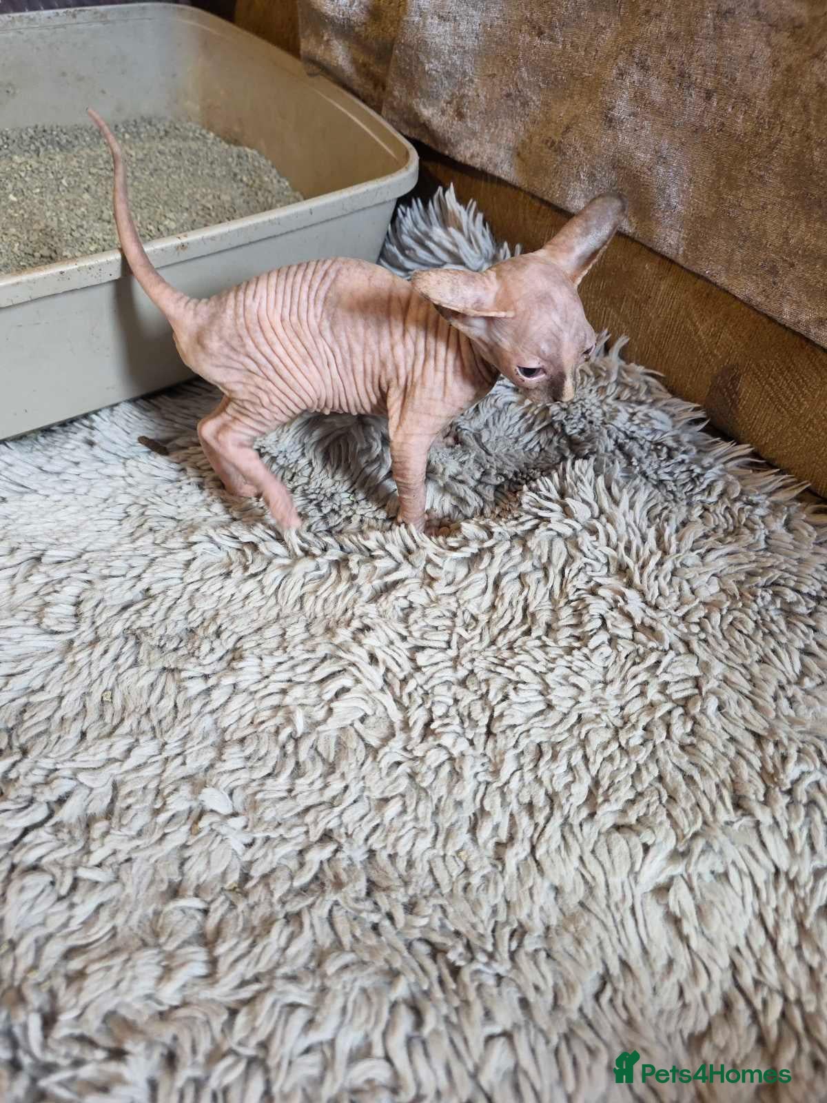 Sphynx cats Spfin - Advert 2