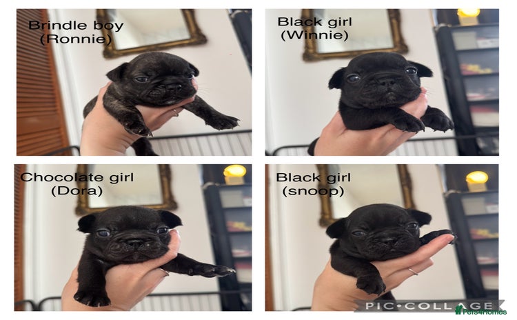 French Bulldog dogs - Advert 2