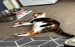 Mixed Breed cats for sale: Flora and cosmo - Image 7