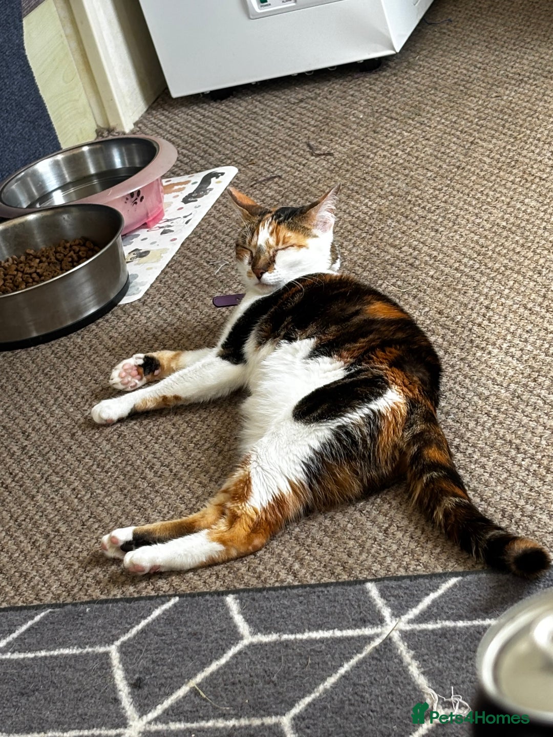 Mixed Breed cats for sale: Flora and cosmo - Image 7