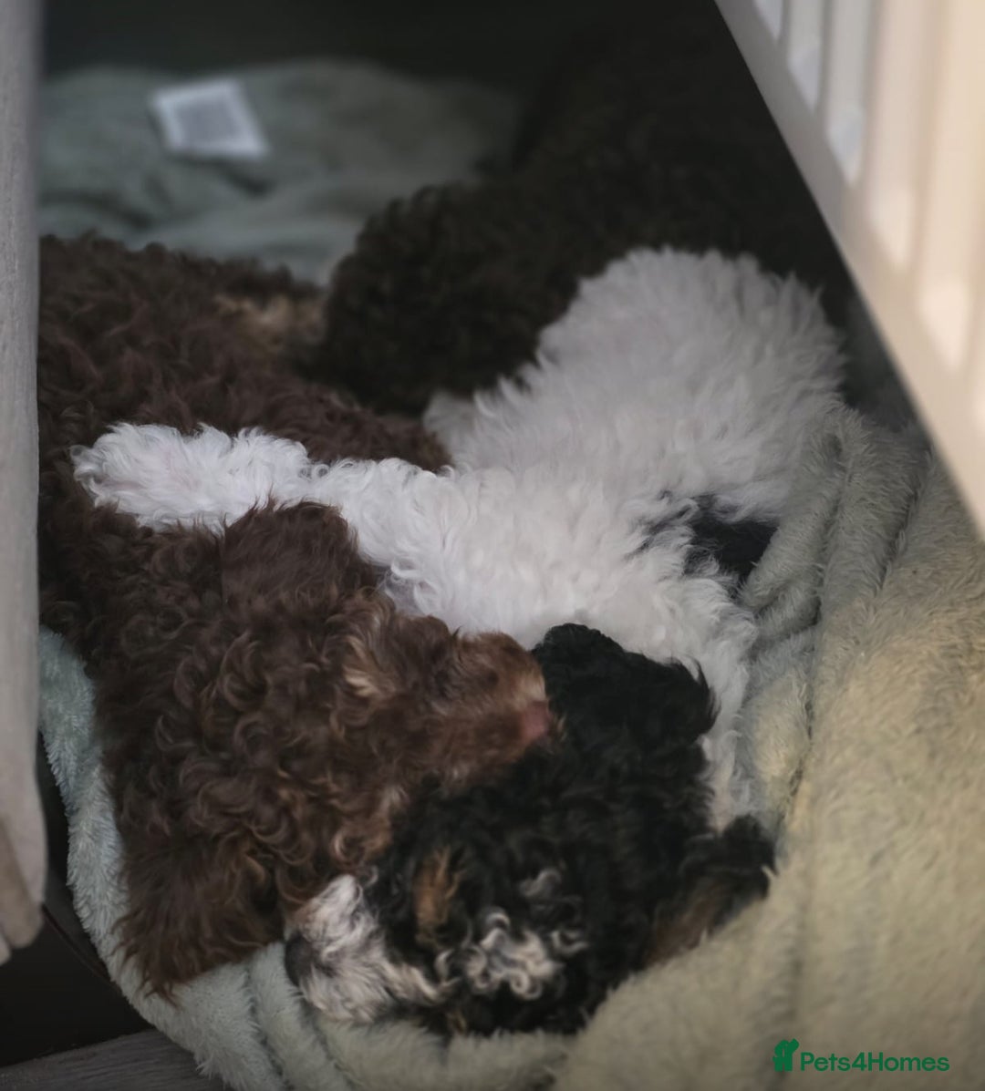 Cavapoo dogs for sale: Stunning F1b chocolate and tan Cavapoo girl  - Image 4