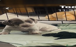 Miniature Dachshund dogs for sale: Miniture dachshund pups  - Advert 4