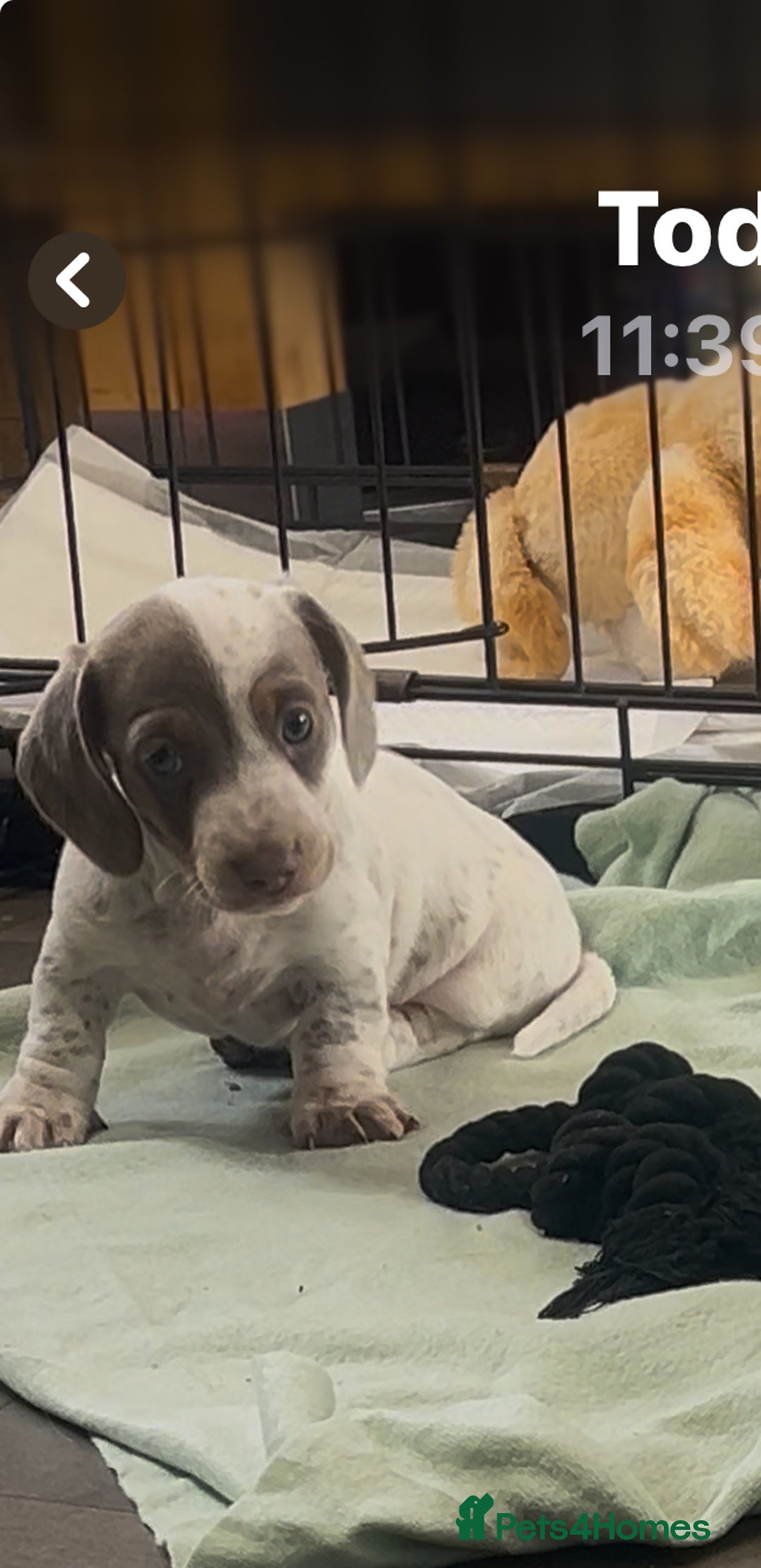 Miniature Dachshund dogs for sale: Miniture dachshund pups  - Advert 4