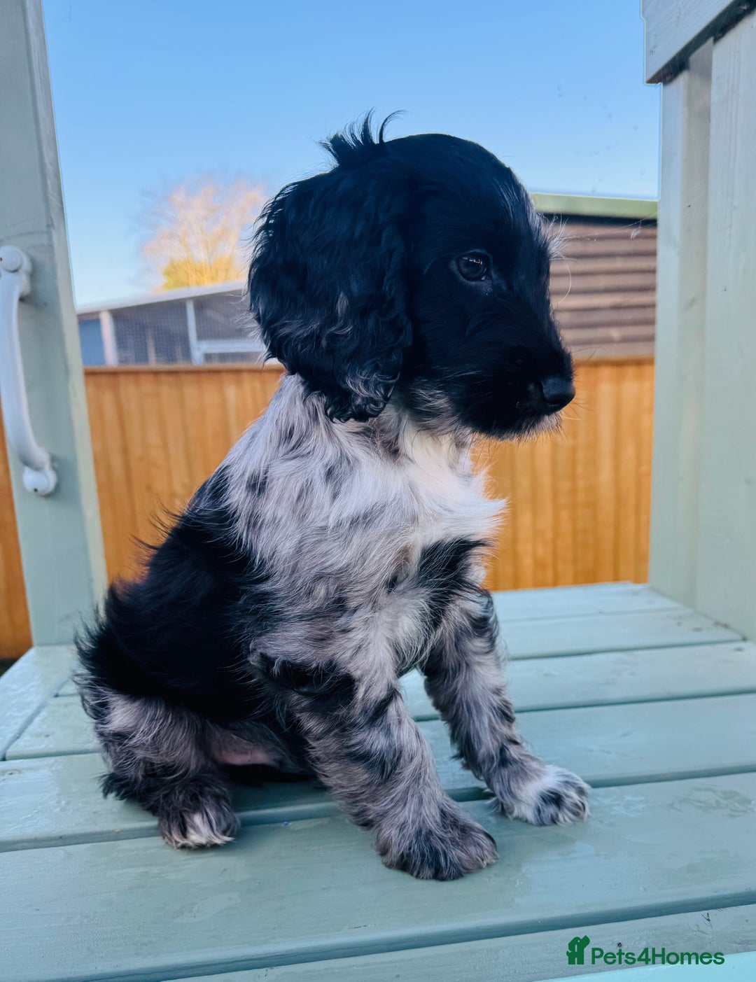 Cockapoo dogs for sale: Cockapoo Babies 🐾🐾🐾 - Advert 3