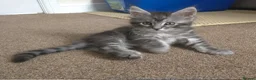Maine Coon cats for sale: 3 Maine Coon kittens. - Advert 19