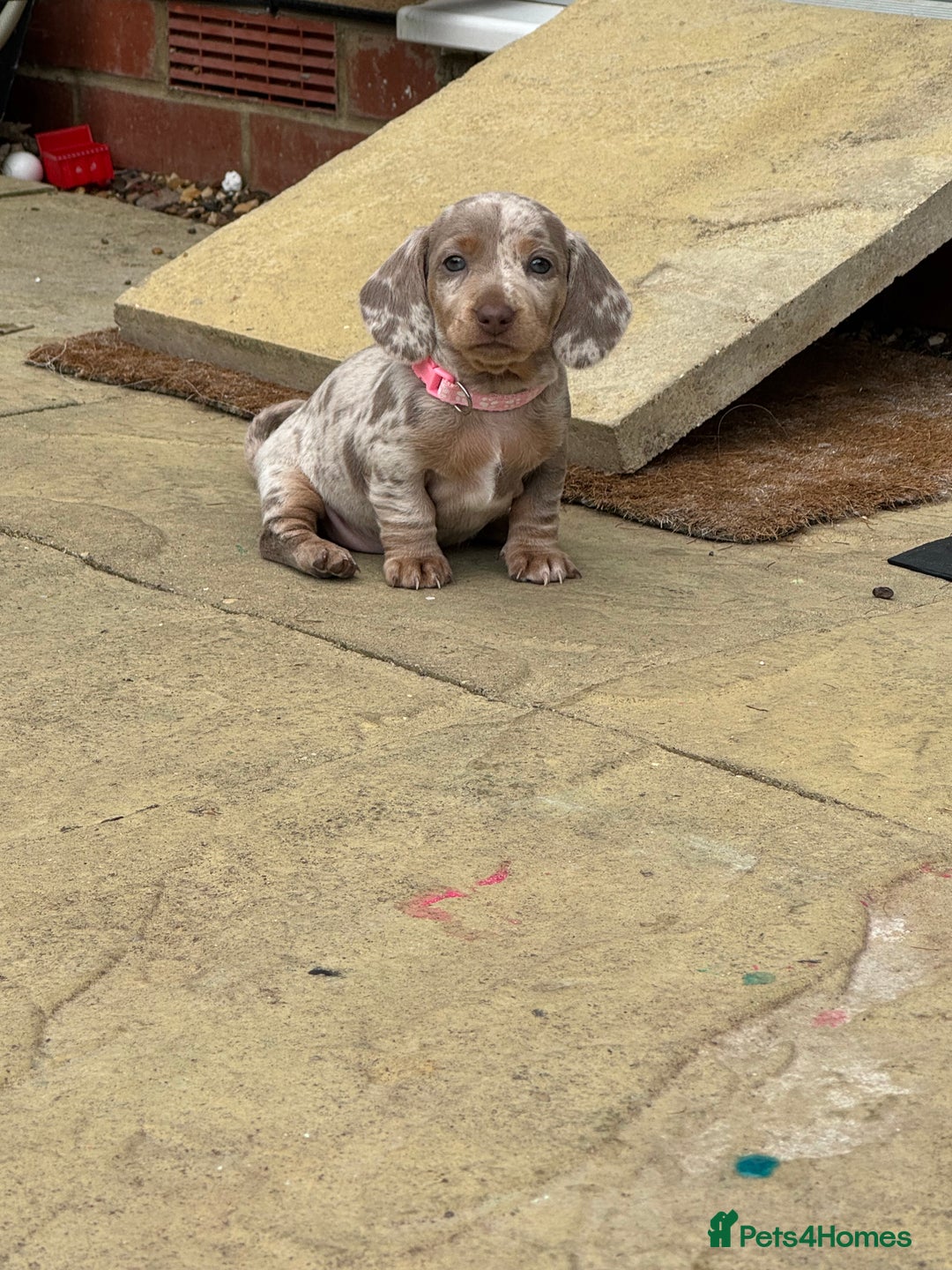 Miniature Dachshund dogs for sale: 2 beautiful mini daxi pups - Image 8