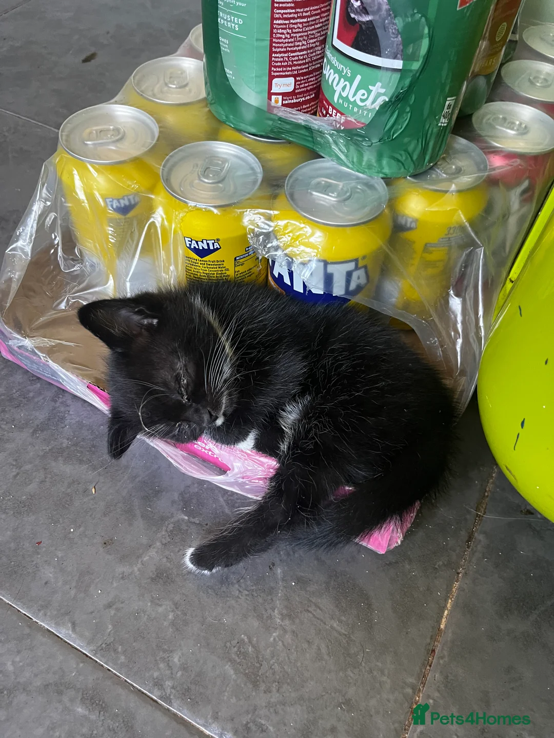 Mixed Breed cats for sale: Beautiful kittens - Advert 2