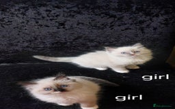Ragdoll cats for sale: Beautiful and adorable rag dolls. 🐱🐱🐱🐱 - Image 7