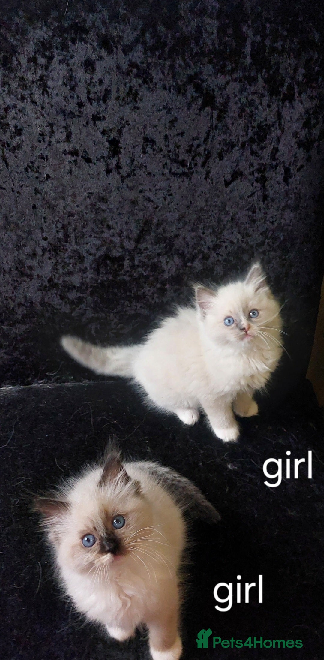 Ragdoll cats for sale: Beautiful and adorable rag dolls. 🐱🐱🐱🐱 - Image 7