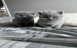 Scottish Fold cats for sale: **AVAILABLE NOW** Scottish fold kittens  - Image 16