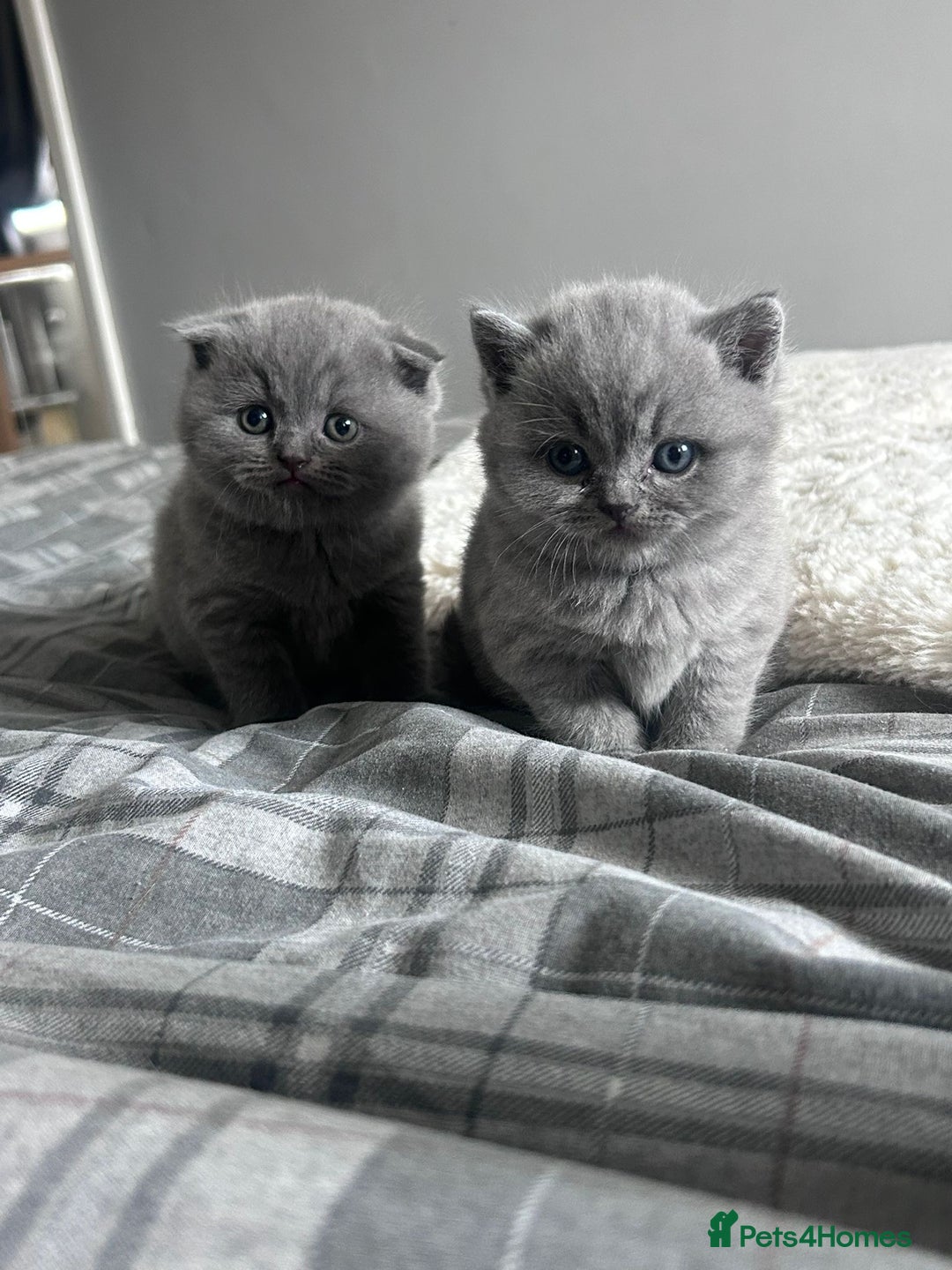 Scottish Fold cats for sale: **AVAILABLE NOW** Scottish fold kittens  - Image 16