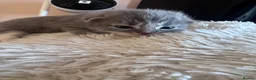 Mixed Breed cats for sale: Persian cross  in St. Neots - Advert 8
