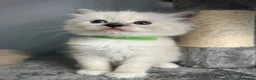 Ragdoll cats for sale: Beautiful Ragdoll Kittens in Milton Keynes - Advert 24