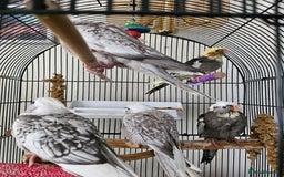 Cockatiels birds for sale: Hand tame cockatiel chicks  - Image 1