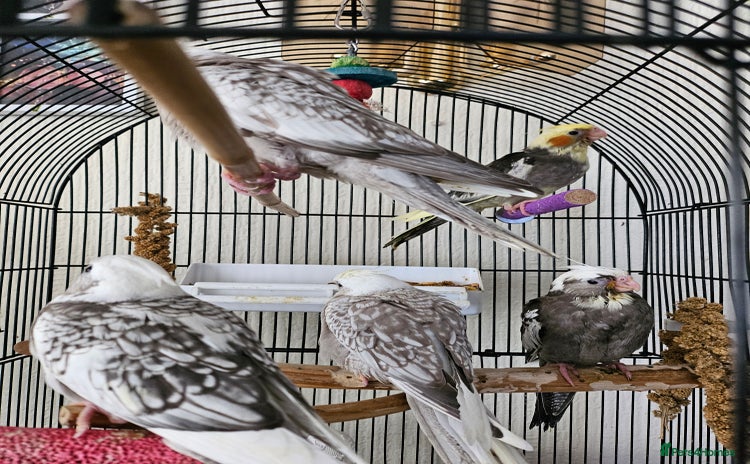 Cockatiels birds - Advert 16