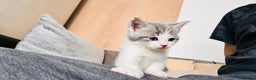 British Shorthair cats for sale: 2 bouncy and playful kittens  - Advert 8