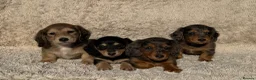 Miniature Dachshund dogs for sale: Miniature longhaired dachshunds  - Advert 2