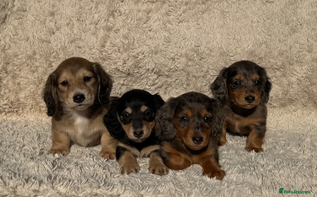 Miniature Dachshund dogs for sale: Miniature longhaired dachshunds  - Advert 2