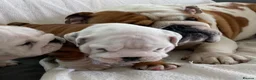 English Bulldog dogs for sale: Beautiful PURE English Bulldog Pups Ready for sale - Advert 2