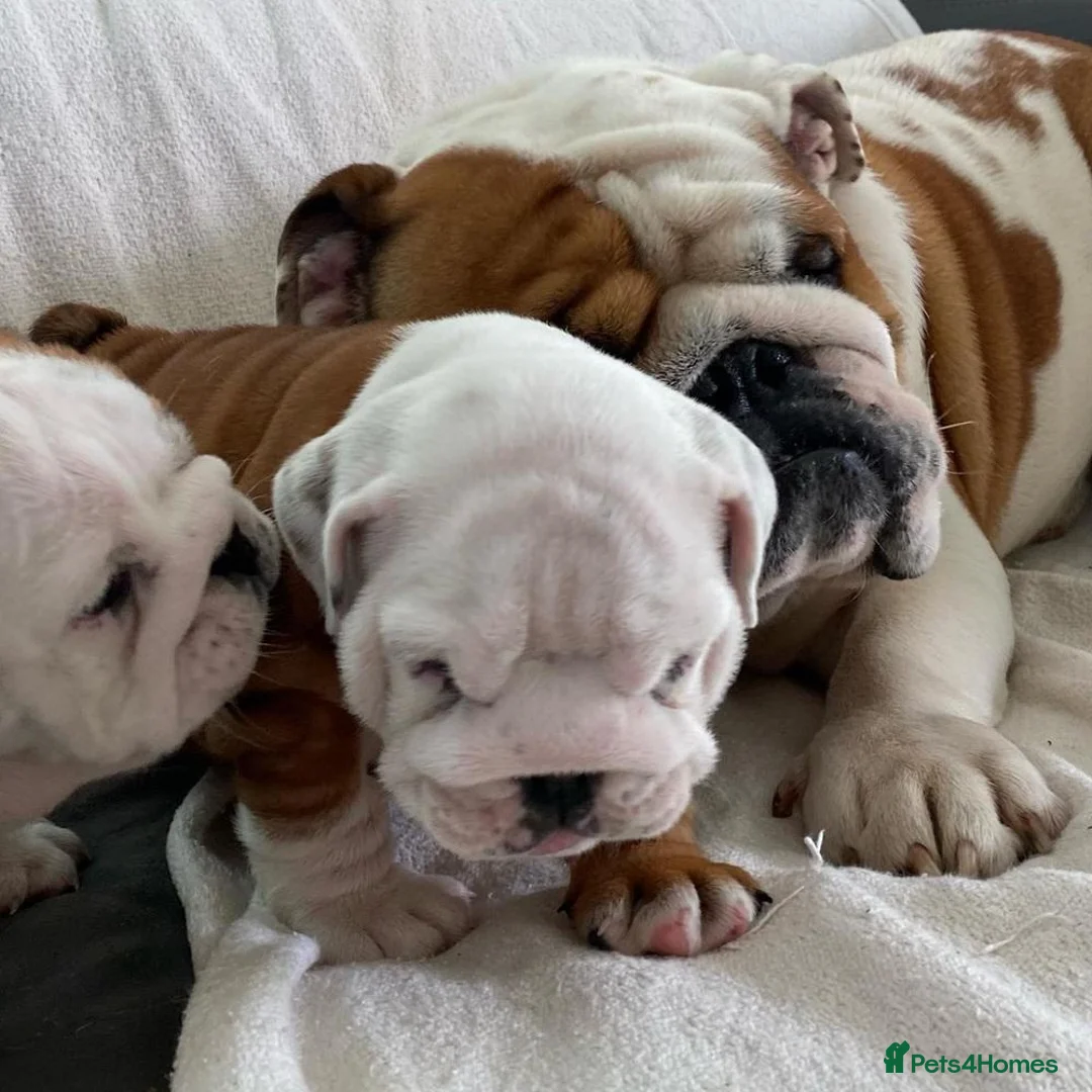 English Bulldog dogs for sale: Beautiful PURE English Bulldog Pups Ready for sale - Advert 2