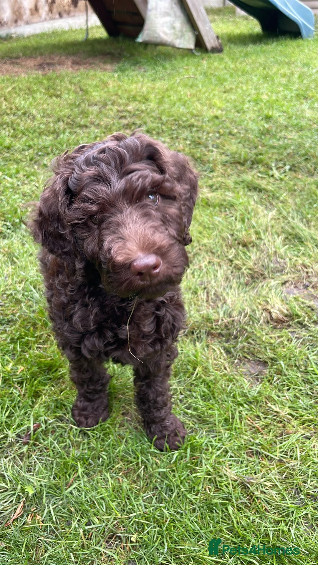 Standard Poodle dogs for stud: My kc reg, standard Poodle, stud only  - Advert 4