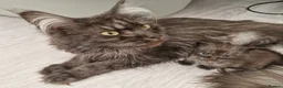 Maine Coon cats for sale: Pedigree - smoke russian line mainecoons - Advert 9