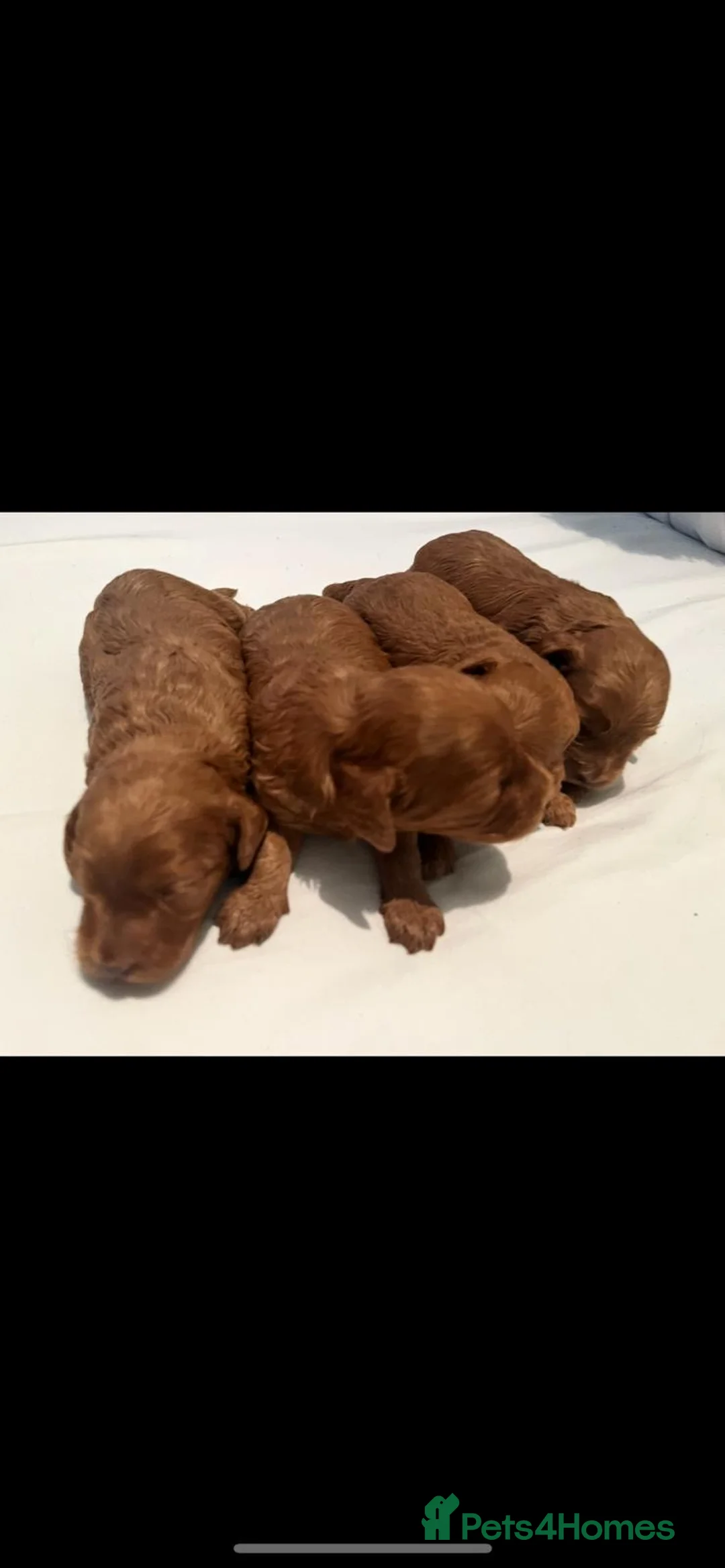 Cavapoo dogs for sale: CAVAPOOS RED TOY SIZE  - Advert 5