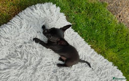 Chihuahua dogs for sale: Beautiful little KC reg black male Chihuahua  - Image 4