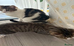 Mixed Breed cats for sale: Tabby Boy for New Home  - Image 3