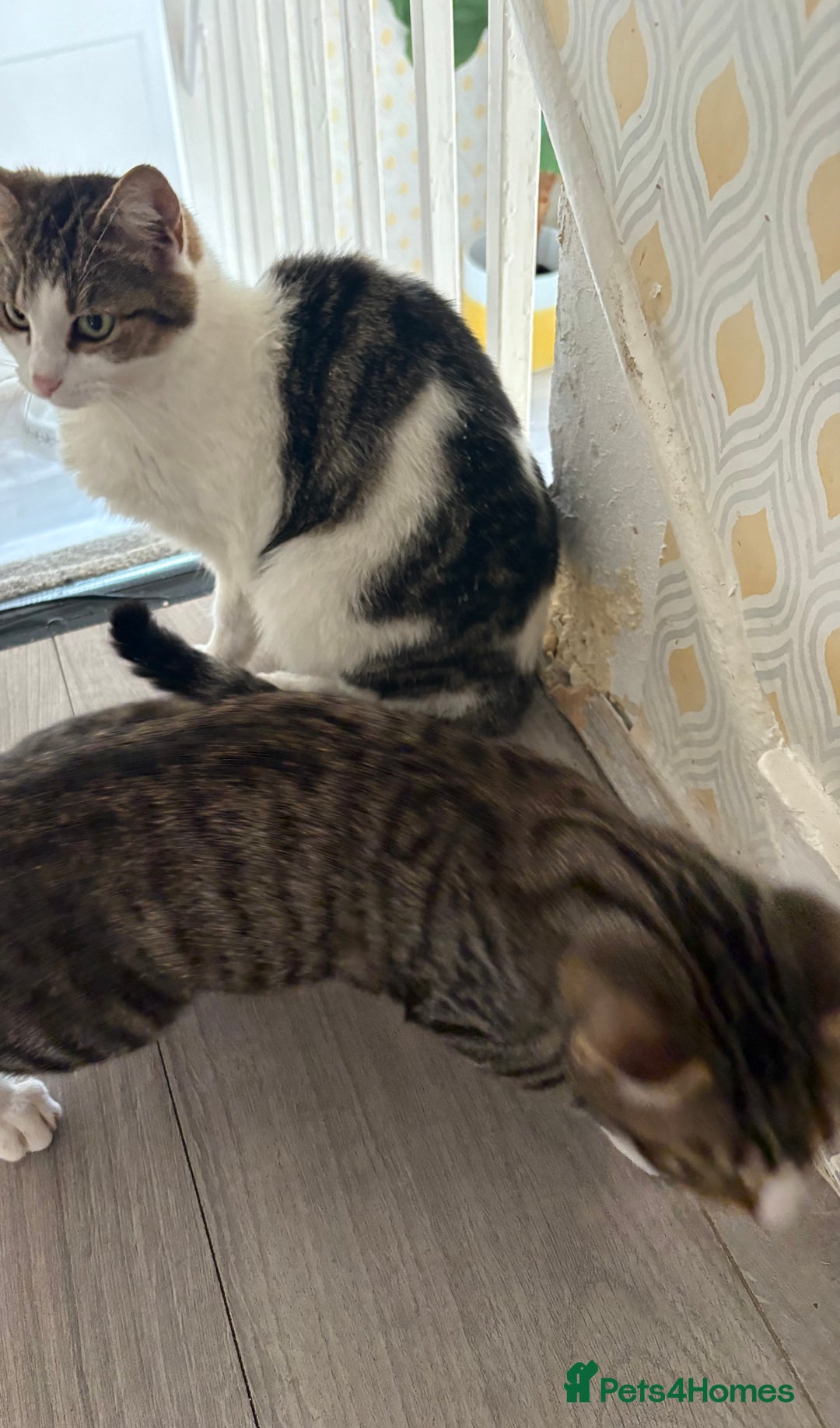 Mixed Breed cats for sale: Tabby Boy for New Home  - Image 3