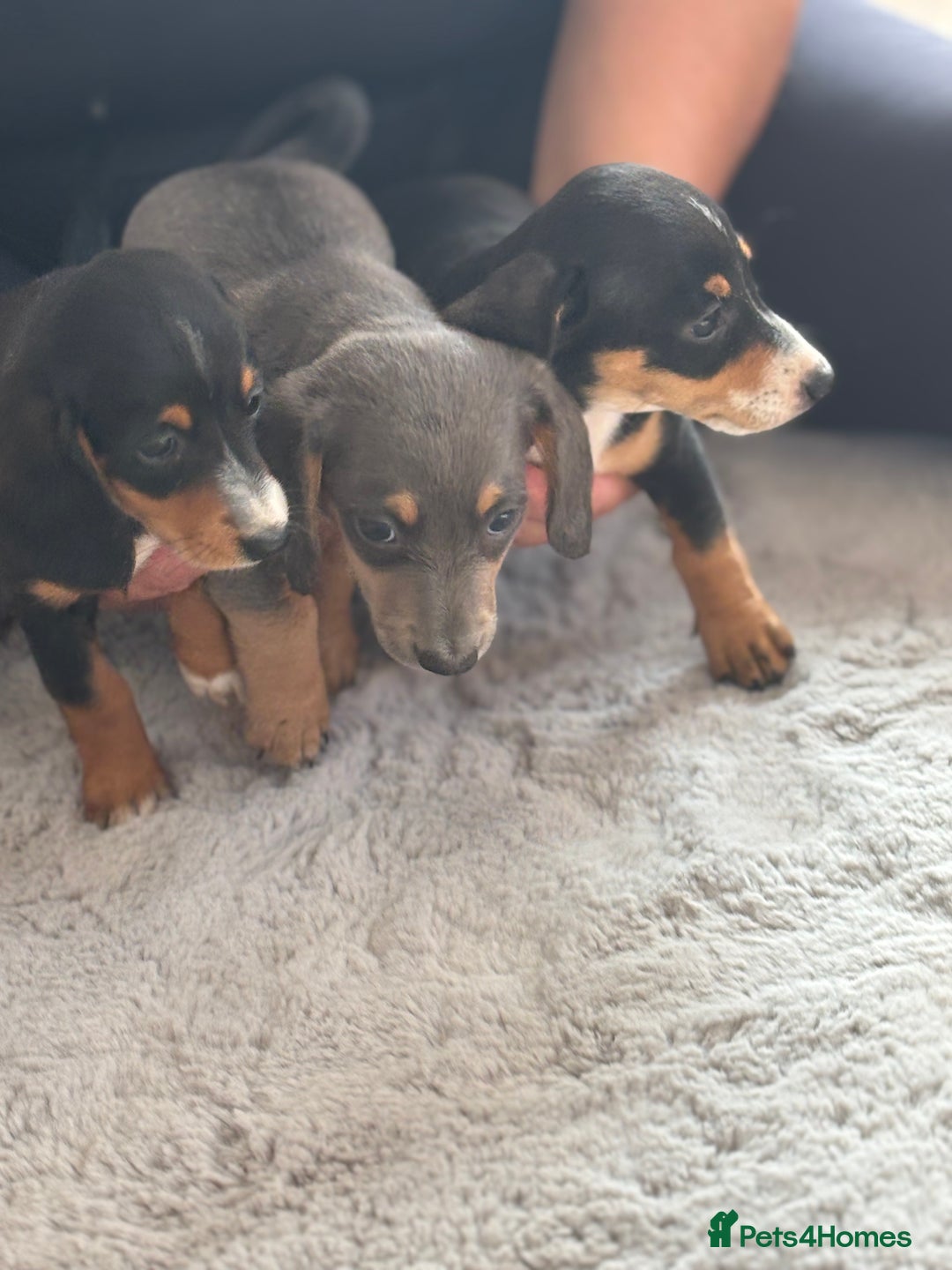Miniature Dachshund dogs for sale: minature dachshund puppies available  - Image 12
