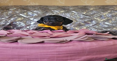 Miniature Dachshund dogs - Advert 15