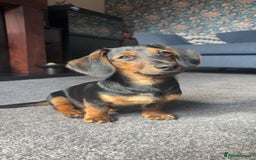 Dachshund dogs for stud: Dachshund stud  - Image 4