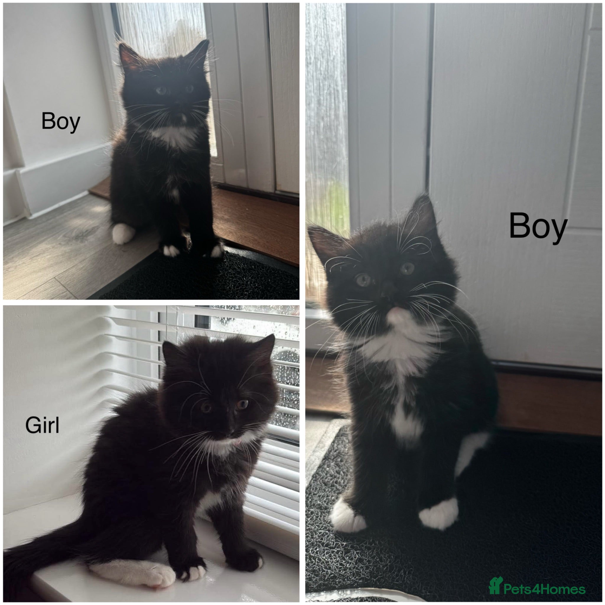 Mixed Breed cats Siberian x Ragdoll - Advert 3