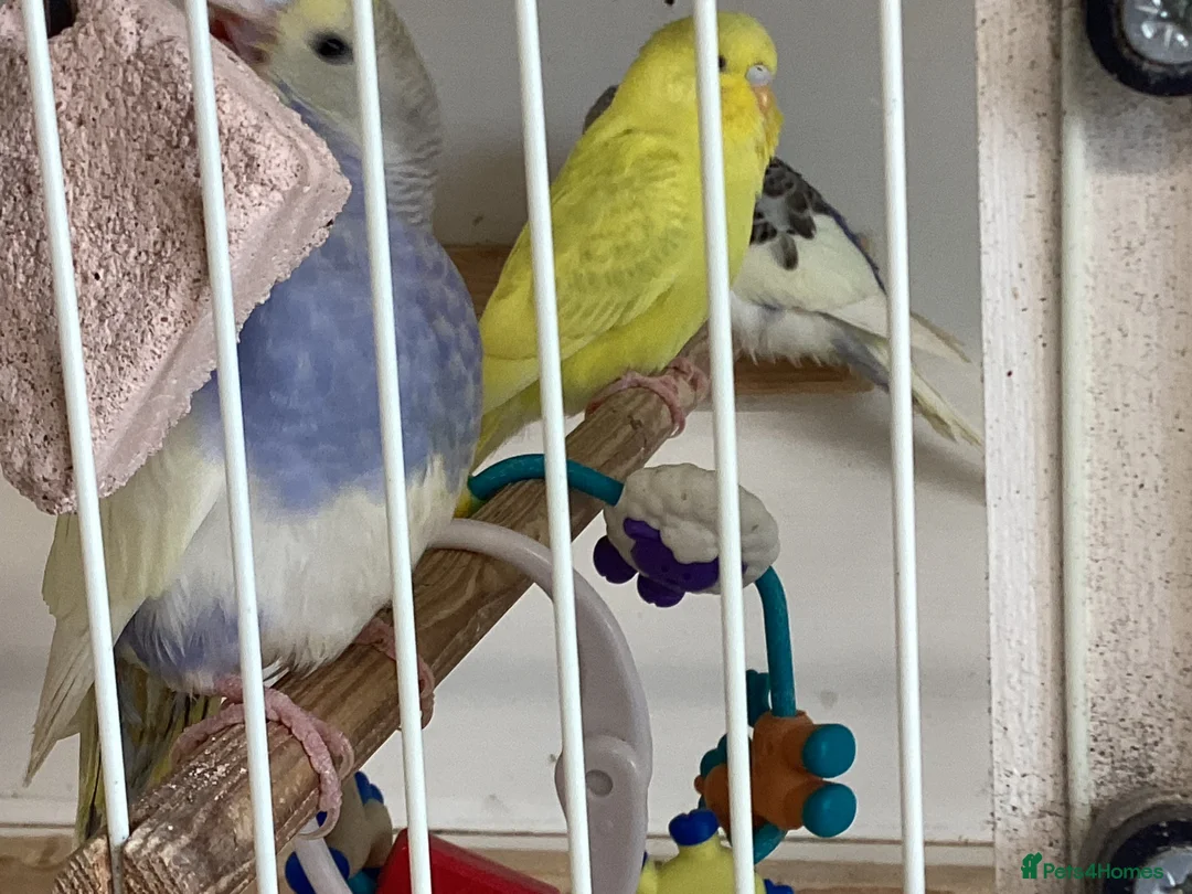 Budgerigars birds for sale: New baby budgies  - Advert 1