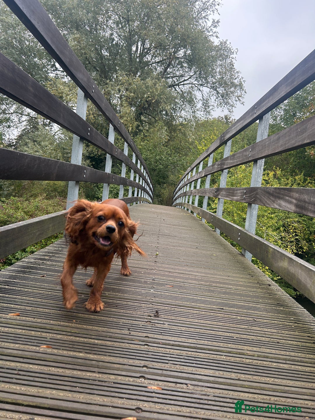 Cavalier King Charles Spaniel dogs for stud: King Charles cavalier  - Image 4