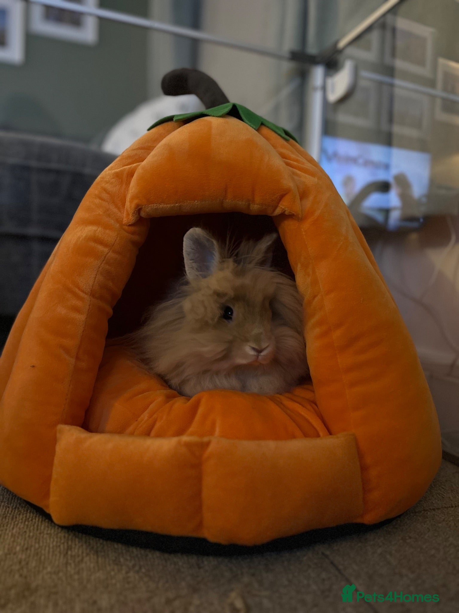 Lionhead rabbits Simba mini double maned lion head  - Advert 2