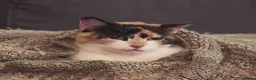 Mixed Breed cats for adoption: SOPHIE - Advert 3