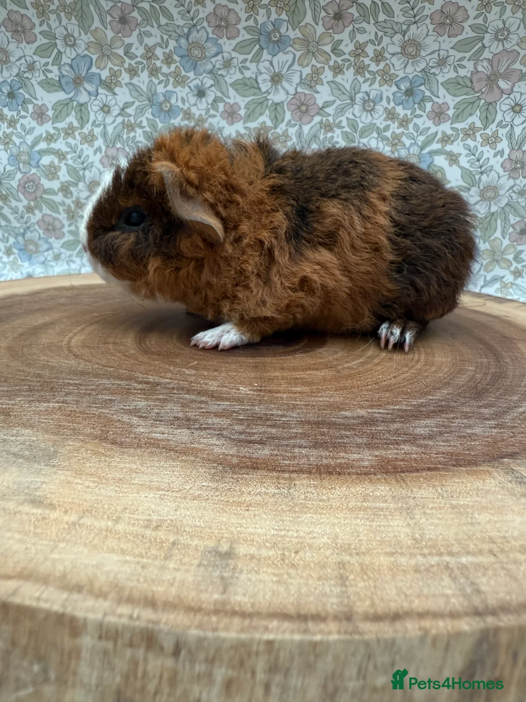 Guinea Pig rodents for sale: Teddy guinea pigs  - Advert 33