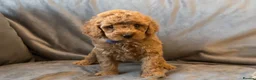 Cavapoo dogs for sale: Cavapoos Extensive DNA & Heart tested - Advert 15
