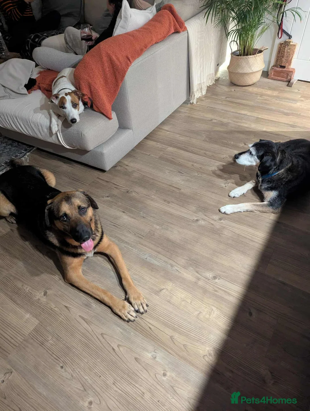 German Shepherd dogs for adoption: 💔JIM IS STILL WAITING..HE DOESN’T UNDERSTAND WHY  - Advert 5